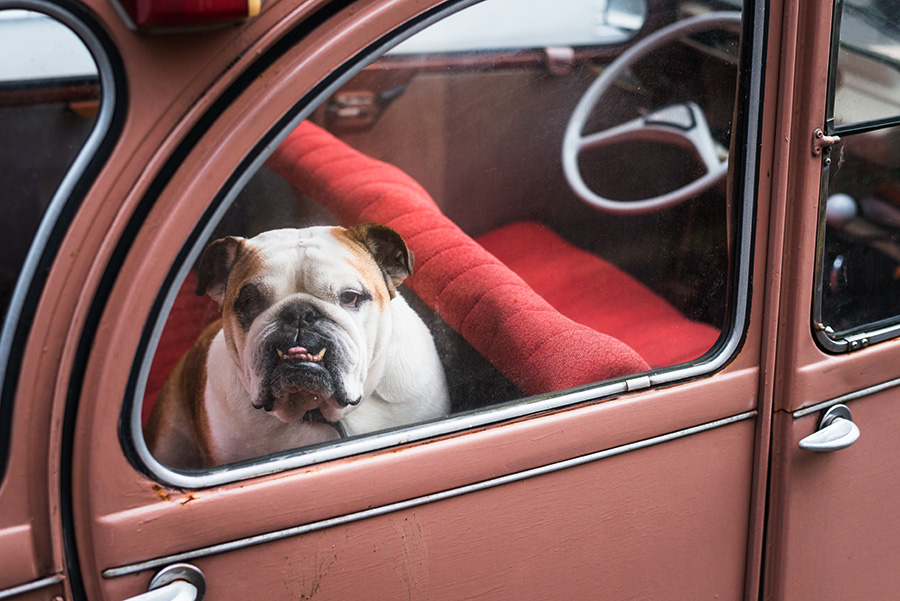 chien dans une voiture ancienne