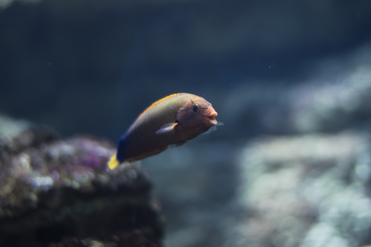 Isabelle_Scotta_Aquarium_de_Paris