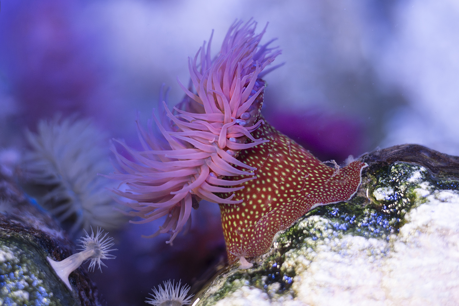 Isabelle_Scotta_Aquarium_de_Paris