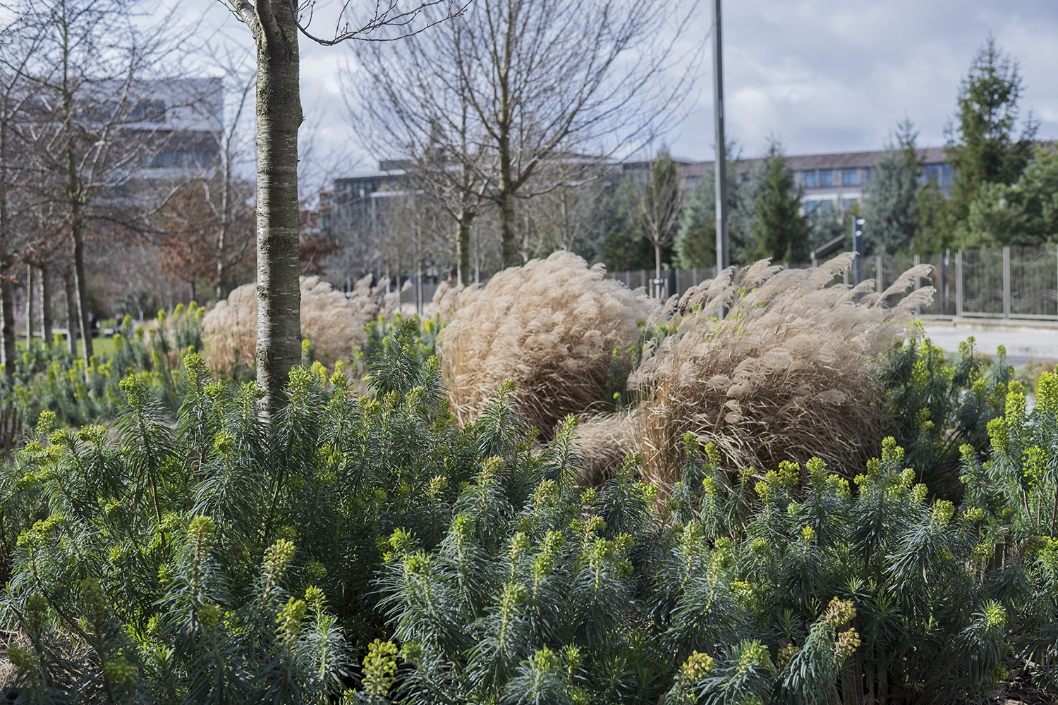 isabelle_scotta_Montrouge_vegetation